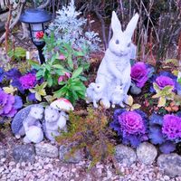 アジュガ,ガイラルディア,ガイラルディア,シロタエギク,葉牡丹の画像