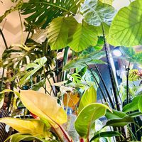 ストレリチア,ドラセナ,モンステラ,ストレリチア オーガスタ,モンステラ デリシオーサの画像