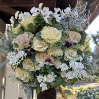 イベリス,クリスマスローズ,シクラメン,ストック,プラチーナの画像