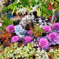 アジュガ,葉牡丹,カルーナ,白妙菊(しろたえぎく),庭の画像