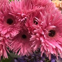 カーネーション,ガーベラ,ガーベラ,ムスカリ,ラナンキュラスの画像