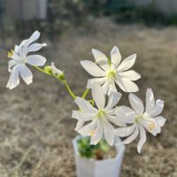 サザンカ,プレクトランサス,レウィシア,山茶花,プレクトランサス・モナラベンダーの画像