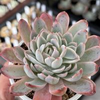 バイオレットクィーン,多肉植物,成長記録,タニラー,多肉男子の画像