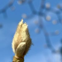 ハクモクレン,お出かけ,北山緑化植物園,半分そら,金曜日の蕾たちの画像
