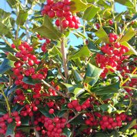 クリスマスホーリー,地植え,青空に映える,真っ赤な実,穏やかな一日の画像