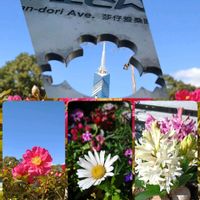 サザンカ,ヒヤシンス,マーガレットの画像