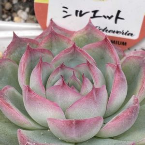 多肉植物,シルエット,多肉中毒,ベランダ多肉,yu-yu-.シルエットの画像