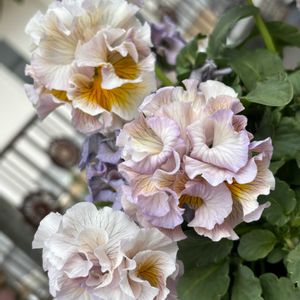 パンジー・ビオラ,ナチュラルガーデン,冬を楽しむ,お庭の花たち,花と暮らすの画像