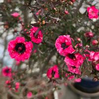 ギョリュウバイ,ギョリュウバイ,ギョリュウバイ,御柳梅,鉢植えの画像