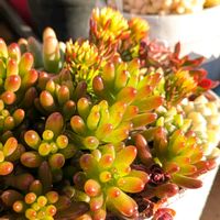 虹の玉,ライラックミスト,セディフォルムゴールド,寄せ植え,多肉植物の画像