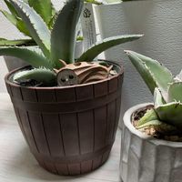 アガベ,アガベ パープソラムの画像