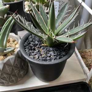 サボテン,アガベ,アガベ ホリダの画像