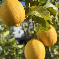 レモン,無農薬無肥料,青空に映えるレモン色,立派に育ってくれて有難うの画像