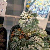 乙女心,白雪ミセバヤ,ドルフィンネックレス,ドルフィンネックレス,多肉植物の画像