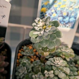 乙女心,白雪ミセバヤ,ドルフィンネックレス,ドルフィンネックレス,多肉植物の画像