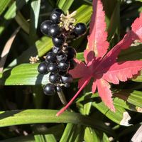 ヤブラン,ヤブランの実,もみじの落ち葉,黒い実,マンションの植込みの画像