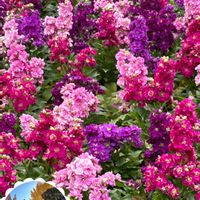 ストック,バラ,コラージュ,今日のお花,山手イタリア山庭園の画像