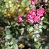 散歩,庭園,花いろいろ,ばら バラ 薔薇,お出かけ先の画像