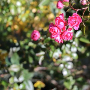 散歩,庭園,花いろいろ,ばら バラ 薔薇,お出かけ先の画像