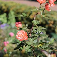散歩,庭園,花いろいろ,ばら バラ 薔薇,お出かけ先の画像