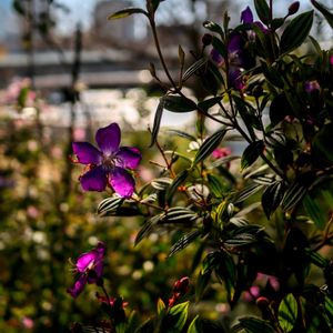 散歩,庭園,花いろいろ,テラス,お出かけ先の画像