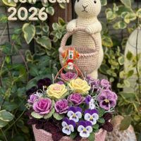 アジュガ,アジュガ,ビオラ,プラティーナ,葉牡丹（はぼたん）の画像