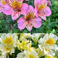 アルストロメリア,ユリズイセン,安曇野,信州大好き⛰️,黄色い花の画像