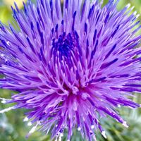 アザミ,ゴボウ,ゴボウ,てんとう虫さん,ゴボウ茶✨の画像