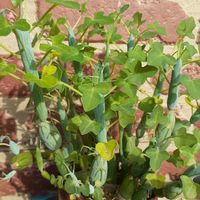 七宝樹,ベランダ多肉,グリーン！グリーン！グリーン！,タニラーの画像