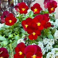 フィオリーナ　レッドフレア,花のある暮らし,自宅にて,エントランスの画像