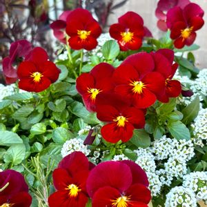 フィオリーナ　レッドフレア,花のある暮らし,自宅にて,エントランスの画像