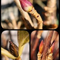 アジサイ,アジサイ,新芽,可愛い❤,庭の画像