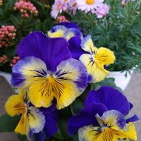 カランコエ,カランコエ,マーガレット,マーガレット,パンジーの画像