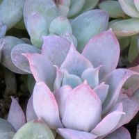 寄せ植え,多肉植物,葉挿し,リメ缶,多肉寄せ植えの画像