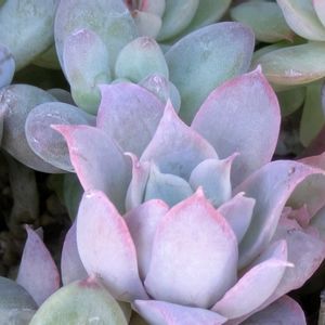 寄せ植え,多肉植物,葉挿し,リメ缶,多肉寄せ植えの画像