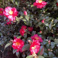 サザンカ,パンパスグラス,ホトケノザ,河津桜(カワヅザクラ),心穏やかに♡の画像