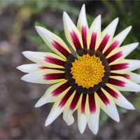 ガザニア,ガザニア,サザンカ,サザンカ,レウィシアの画像