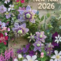 クリスマスローズ,クレマチス,ガーデニング,マイガーデン,花のある暮らしの画像