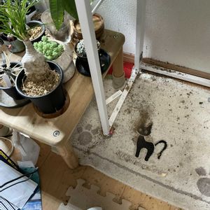 サボテンの画像