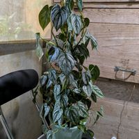 マドカズラ,フィロデンドロン・ブランティアナム,フィロデンドロン・ブランティアナム,フィロデンドロン・ブランティアナム,フィロデンドロン　ブランティアナムの画像