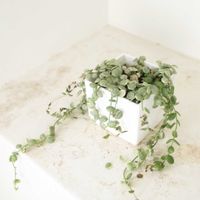 ディスキディア,ディスキディア ヌンムラリア,多肉植物,観葉植物,グリーンインテリアの画像