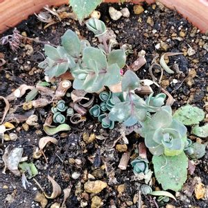 カラスミセバヤ,鉢植え,多肉大好き,多肉中毒,植物のある暮らしの画像