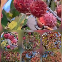 サザンカ,ツバキ,ツバキ,ツバキ,ヤマボウシの画像