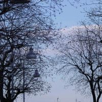 ナンキンハゼ,横浜ベイサイドアウトレットの画像