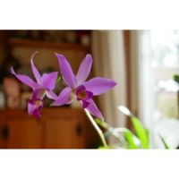 カトレア,洋ラン,ミラーレス一眼,ゆみさんちの蘭らんラン,窓辺の画像