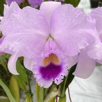 カトレア,洋ラン,ピンクの花,花のある暮らし,小さな幸せ♡の画像