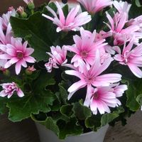 サイネリア,かわいい,可愛い,癒し,今日の一枚の画像