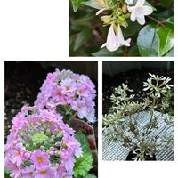 ユーフォルビア・ダイヤモンドフロスト,プリムラ マラコイデス,アベリア,真っ白な花,ピンクワールドへ ようこその画像