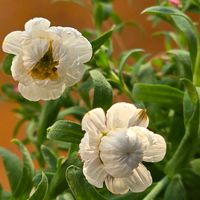 パンジー,花かんざし,感謝,花のある暮らし,いつまでもの画像