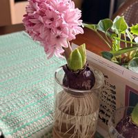 ヒヤシンス,ヒヤシンス 水耕栽培の画像